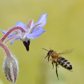 Nahaufnahmer einer Biene auf Nahrungssuche. Sie fliegt auf eine blaue Blüte einer Wiesenpflanze zu.