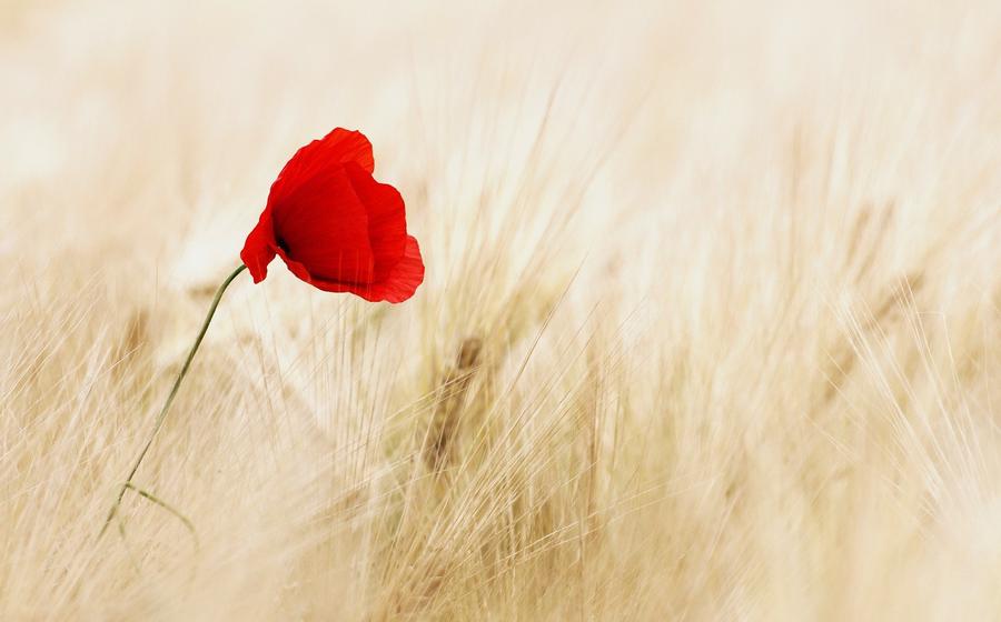 Rote Mohnblume im Feld