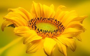 Sonnenblume