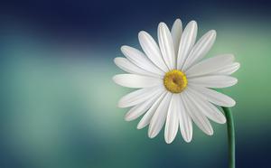 weiße Blume