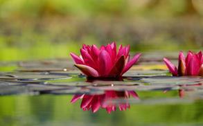 Seerose in Wasser