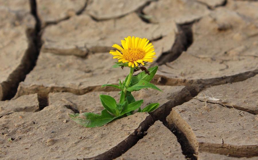 Gelbe Blume Asphalt