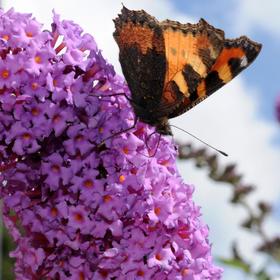 Schmetterlinge sitzen an Fliederblüten.